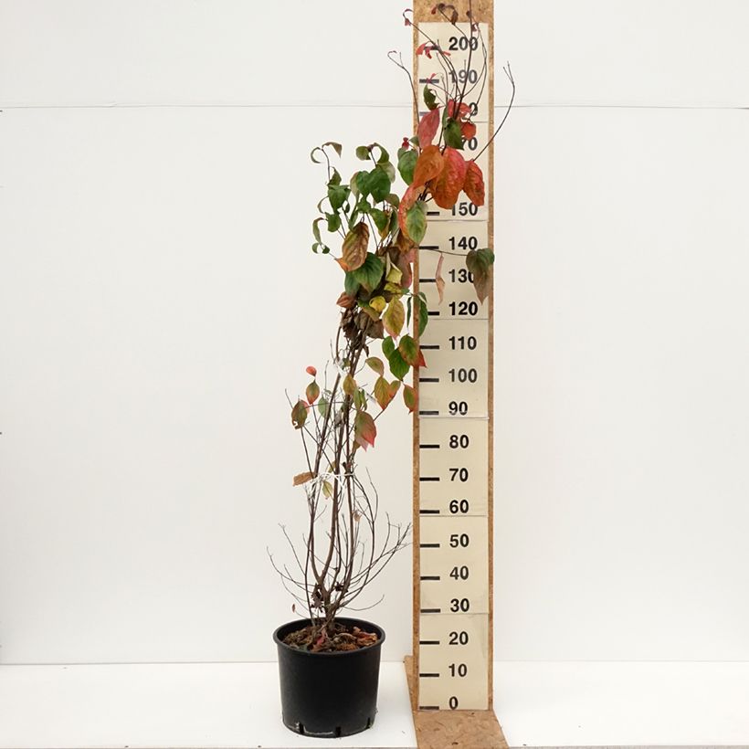 Exemplaar van Cornus florida - Amerikaanse kornoelje Pot van 18 l/20 l zoals geleverd in de herfst