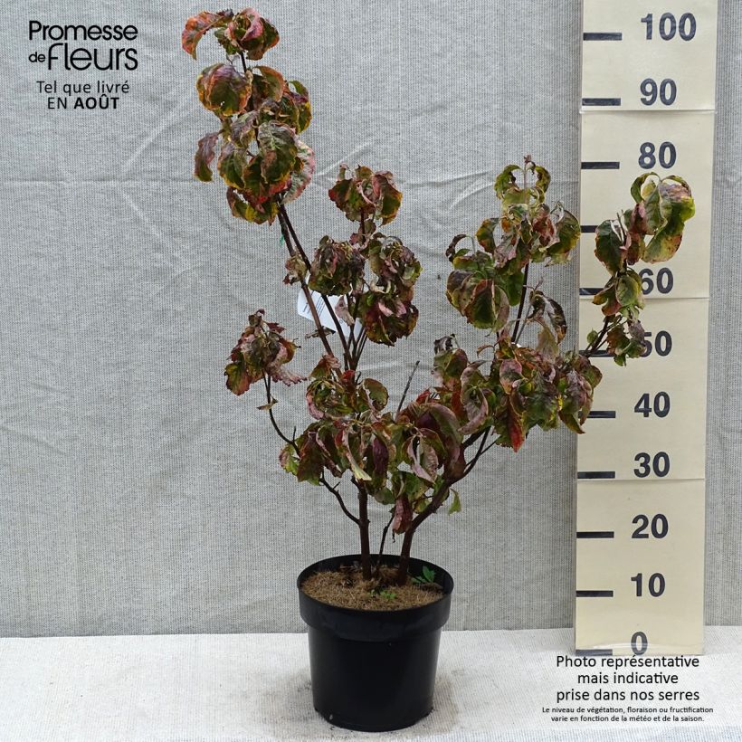 Exemplaar van Cornus florida Rainbow - Amerikaanse kornoelje Pot van 6 l/7 l zoals geleverd in de zomer