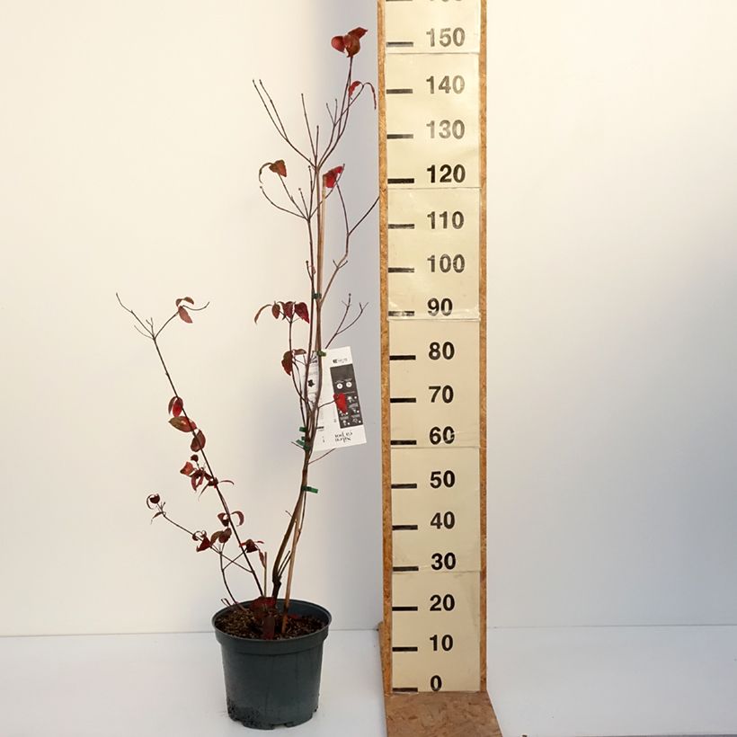 Exemplaar van Cornus florida Rubra - Amerikaanse kornoelje Pot van 6 l/7 l zoals geleverd in de herfst