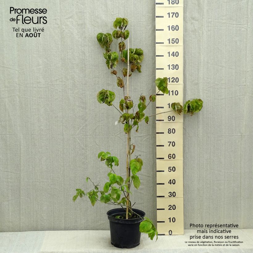 Exemplaar van Cornus florida Rubra - Amerikaanse kornoelje Pot van 6 l/7 l zoals geleverd in de zomer