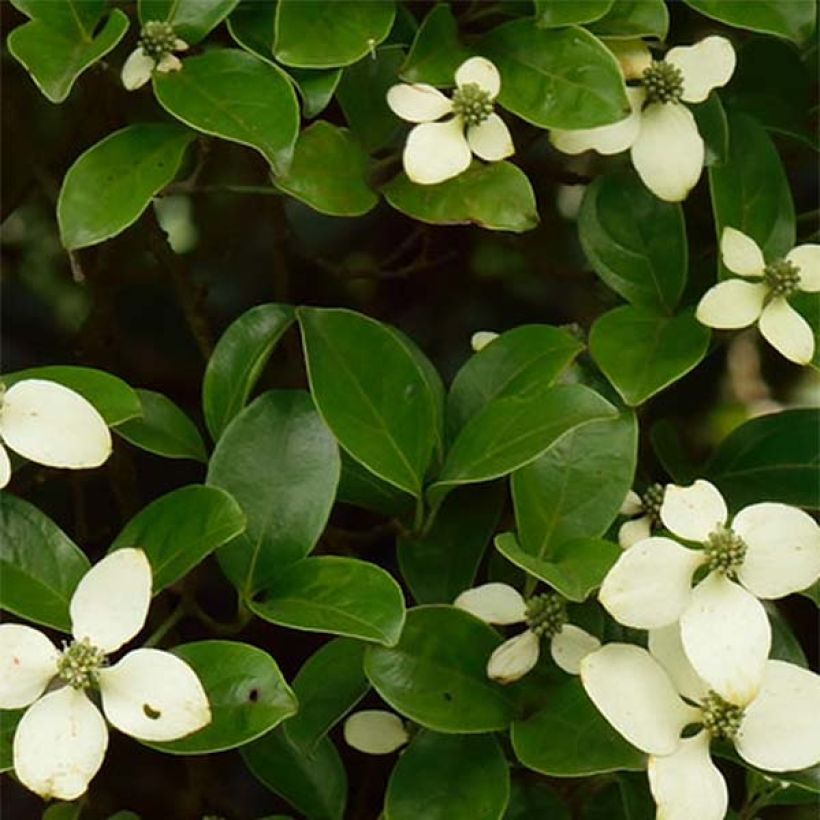Cornus hongkongensis - Kornoelje (Blad)