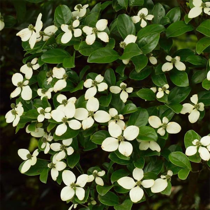 Cornus hongkongensis - Kornoelje (Bloei)