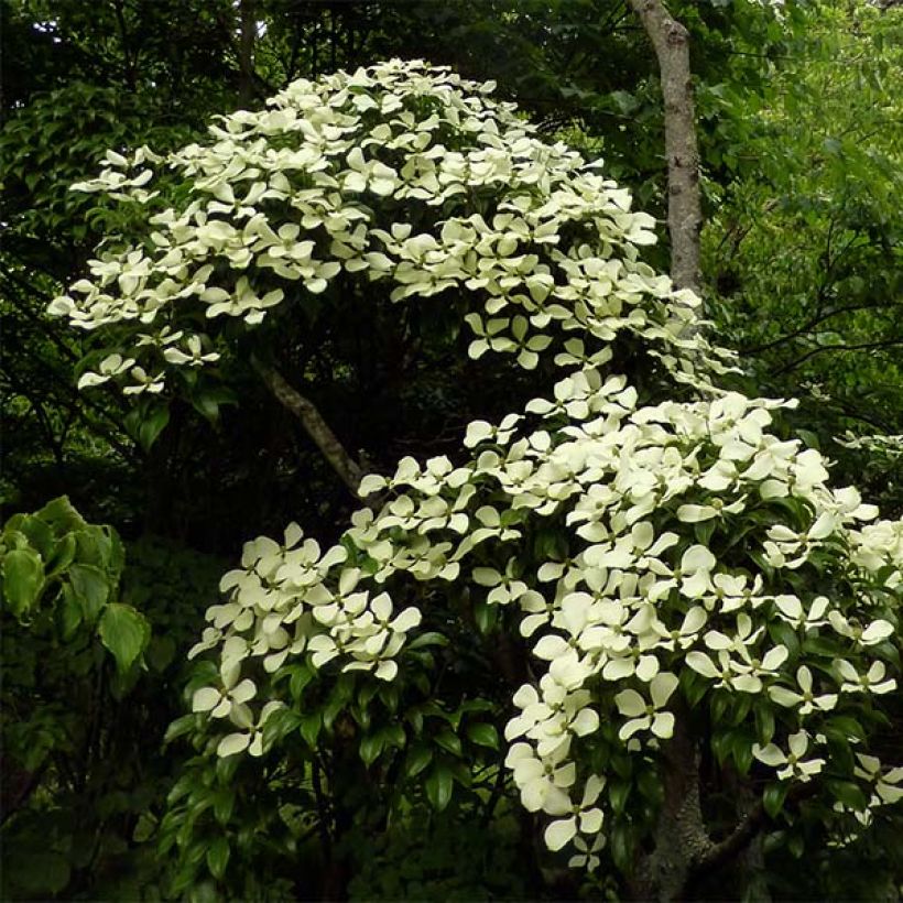 Cornus hongkongensis - Kornoelje (Groeiplaats)