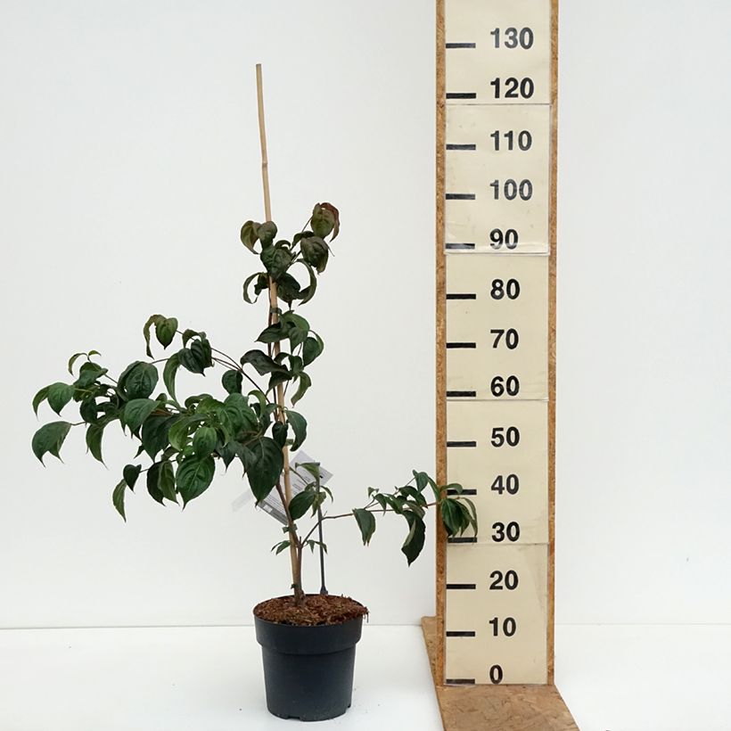 Exemplaar van Cornus kousa Beni-fuji - Japanse kornoelje Pot van 4 l/5 l zoals geleverd in de herfst