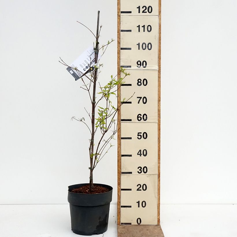 Exemplaar van Cornus kousa Beni-fuji - Japanse kornoelje Pot van 6 l/7 l zoals geleverd in de lente