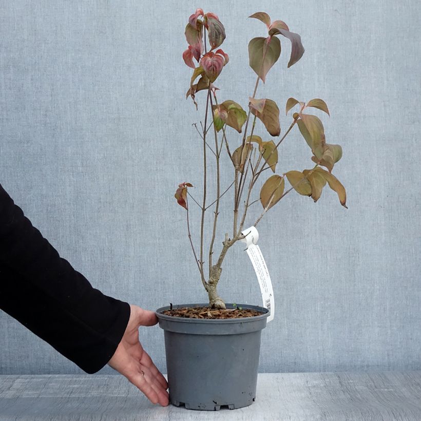 Exemplaar van Cornus kousa Big Apple - Japanse kornoelje Pot van 3 l/4 l zoals geleverd in de herfst