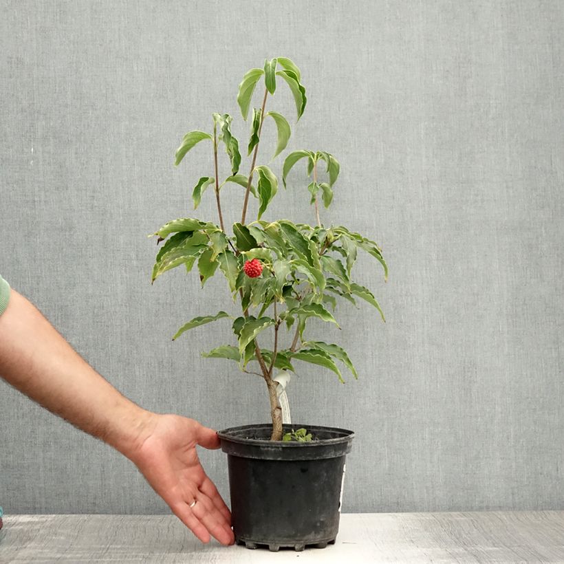 Exemplaar van Cornus kousa Big Apple - Japanse kornoelje Pot van 3 l/4 l zoals geleverd in de zomer