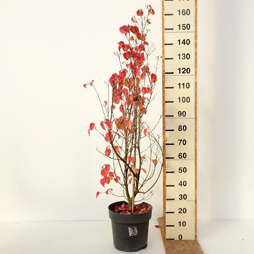 Exemplaar van Cornus kousa Blooming Merry Tetra - Japanse kornoelje Pot van 7,5 l/10 l zoals geleverd in de herfst