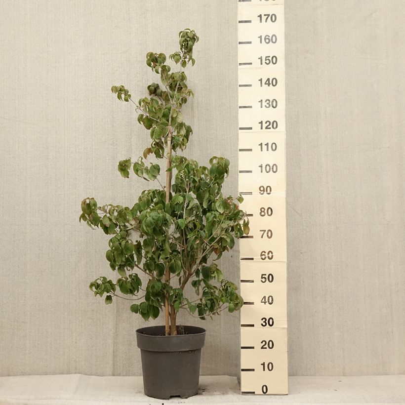 Exemplaar van Cornus kousa Blooming Merry Tetra - Japanse kornoelje Pot van 7,5 l/10 l zoals geleverd in de zomer