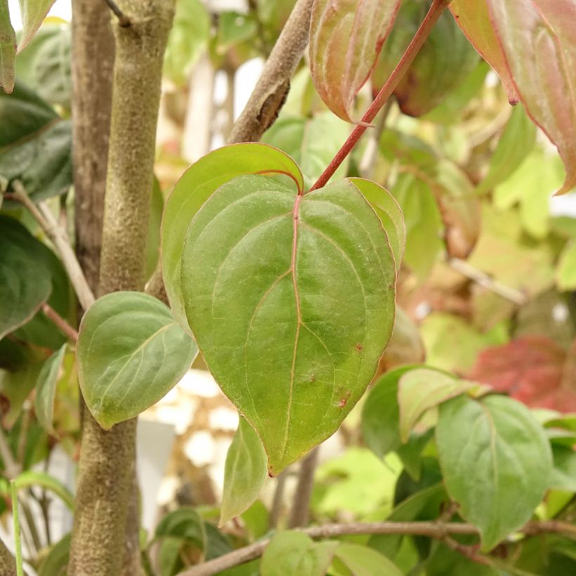 Cornus kousa Blooming Pink Tetra - Japanse kornoelje (Blad)