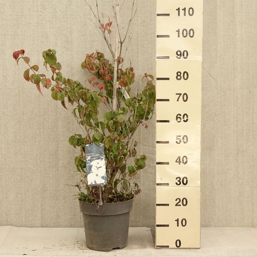 Exemplaar van Cornus kousa Blooming Pink Tetra - Cornouiller hybride Pot de 7,5L/10L zoals geleverd in de herfst