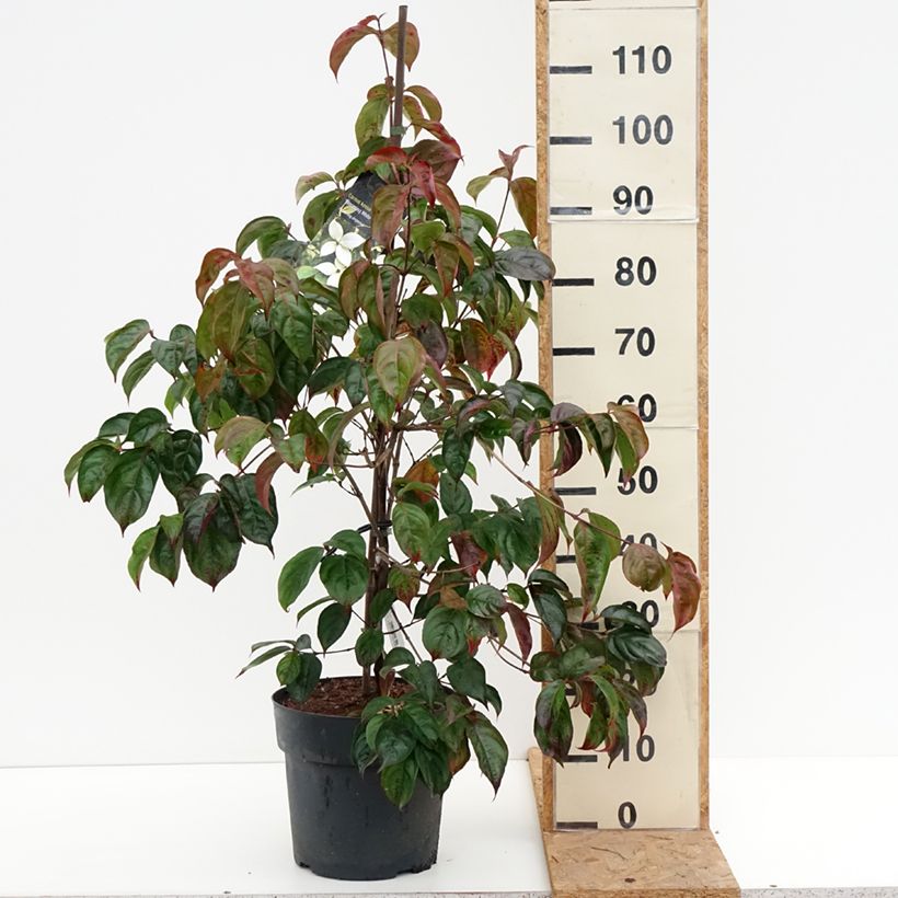 Exemplaar van Cornus kousa Blooming White Tetra - Cornouiller hybride Pot van 4 l/5 l zoals geleverd in de herfst