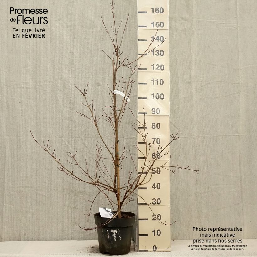 Exemplaar van Cornus kousa Blooming White Tetra - Cornouiller hybride Pot de 4L/5L zoals geleverd in de winter