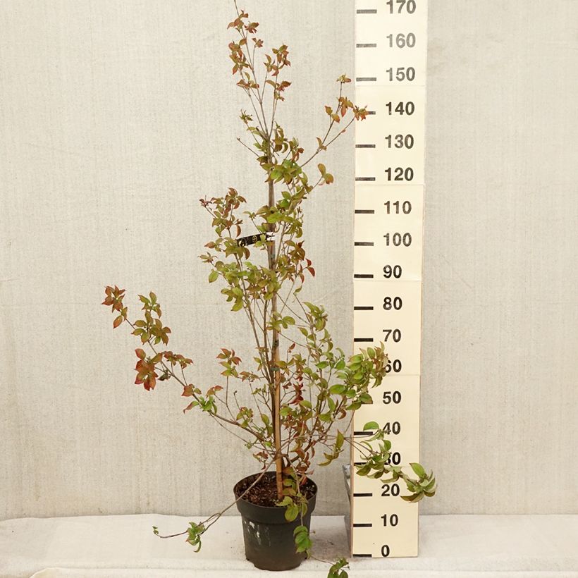 Exemplaar van Cornus kousa Blooming White Tetra - Cornouiller hybride Pot van 4 l/5 l zoals geleverd in de lente