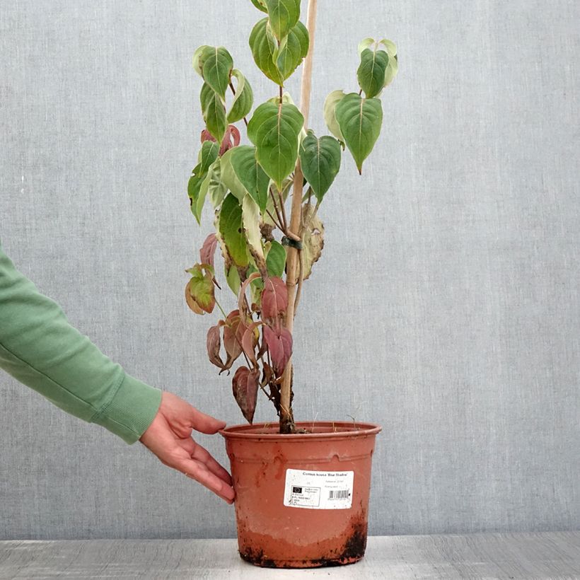 Exemplaar van Cornus kousa Blue Shadow - Japanse kornoelje Pot van 4 l/5 l zoals geleverd in de zomer
