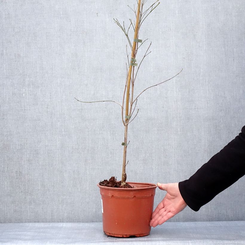Exemplaar van Cornus kousa Cappuccino - Cornouiller du Japon Pot de 6L/7L zoals geleverd in de winter