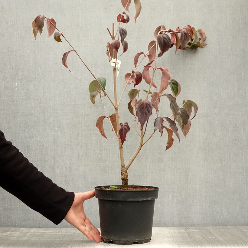 Exemplaar van Cornus kousa China Girl - Japanse kornoelje Pot van 4 l/5 l zoals geleverd in de herfst