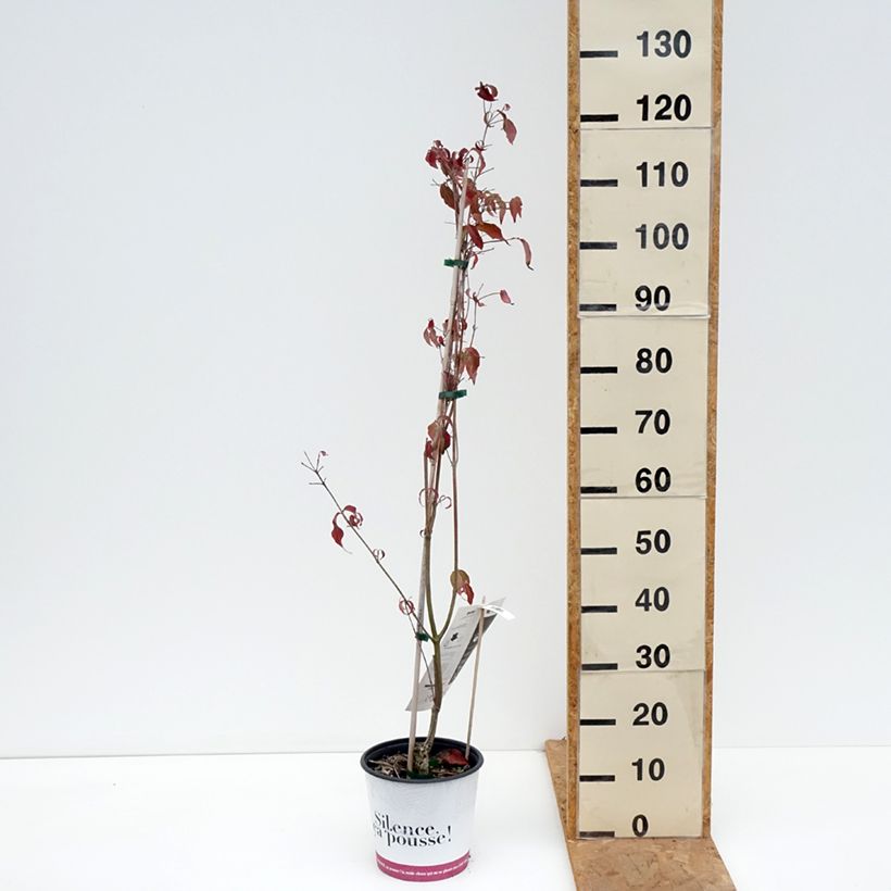 Exemplaar van Japanse kornoelje Copacabana - Cornus kousa Pot van 4 l/5 l zoals geleverd in de herfst
