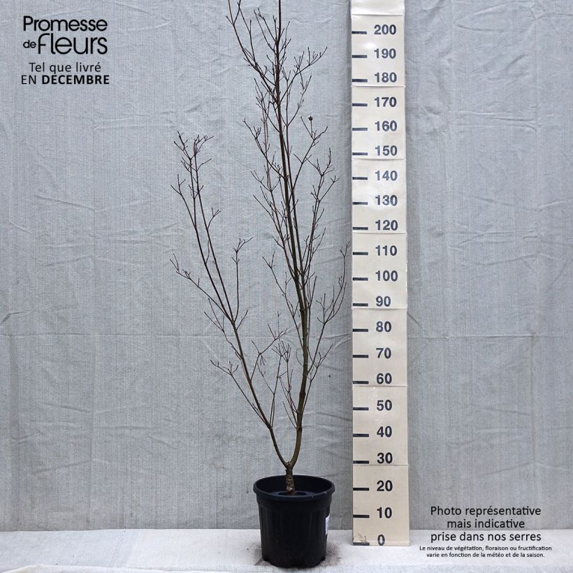 Exemplaar van Cornus kousa Couronne - Cornouiller du Japon Pot de 12L/15L zoals geleverd in de winter