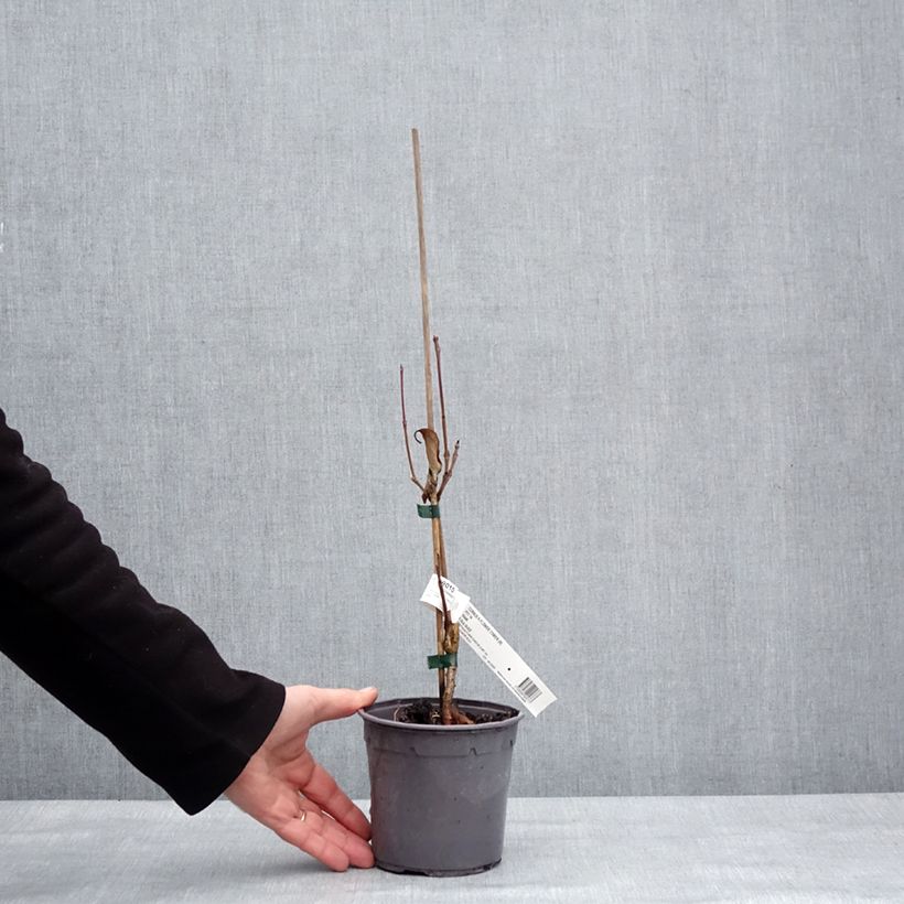 Exemplaar van Cornus kousa Flower Tower - Japanse kornoelje Pot van 1 l/1,5 l zoals geleverd in de winter