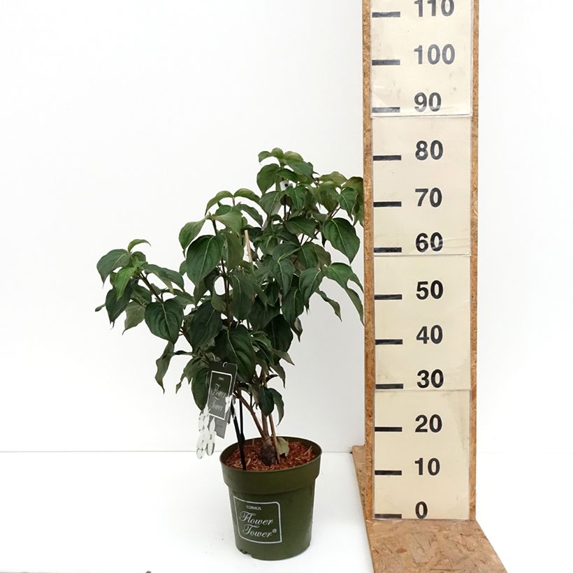 Exemplaar van Cornus kousa Flower Tower - Japanse kornoelje Pot van 4 l/5 l zoals geleverd in de herfst