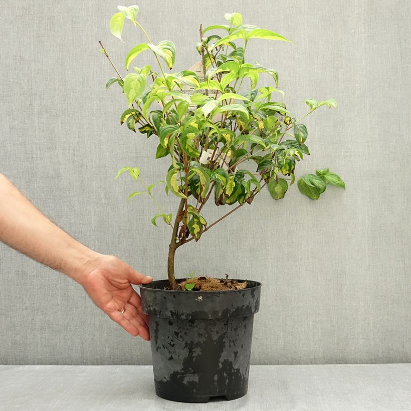Exemplaar van Cornus kousa Gold Star - Japanse kornoelje Pot van 4 l/5 l zoals geleverd in de zomer