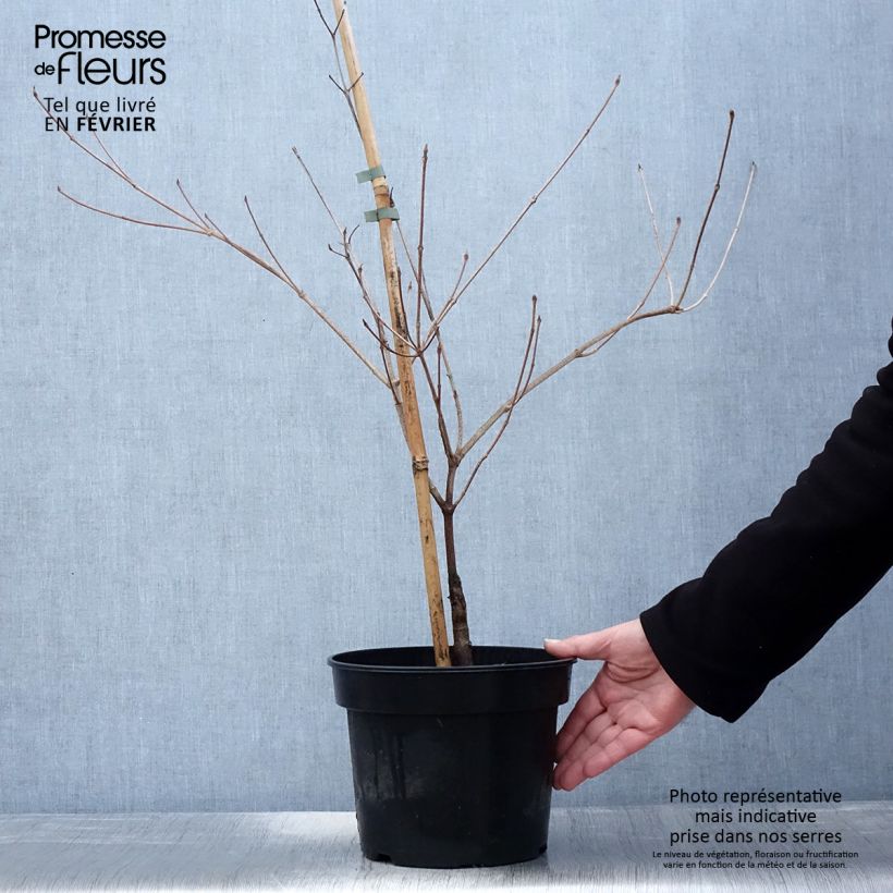 Exemplaar van Cornus kousa Gold Star - Cornouiller du Japon Pot de 4L/5L zoals geleverd in de winter
