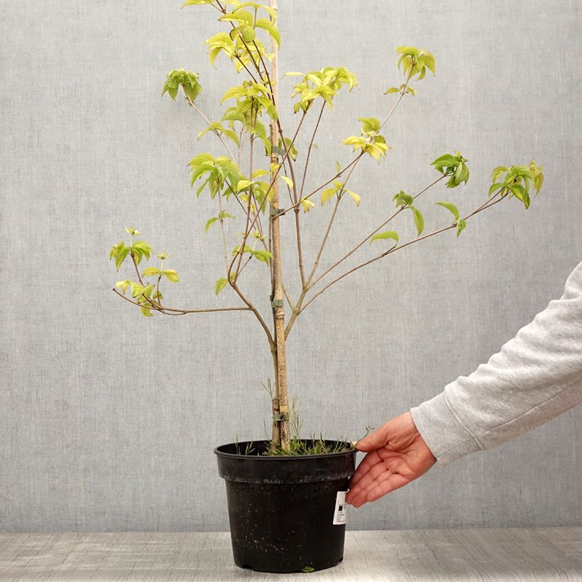 Exemplaar van Cornus kousa Gold Star - Japanse kornoelje Pot van 4 l/5 l zoals geleverd in de lente