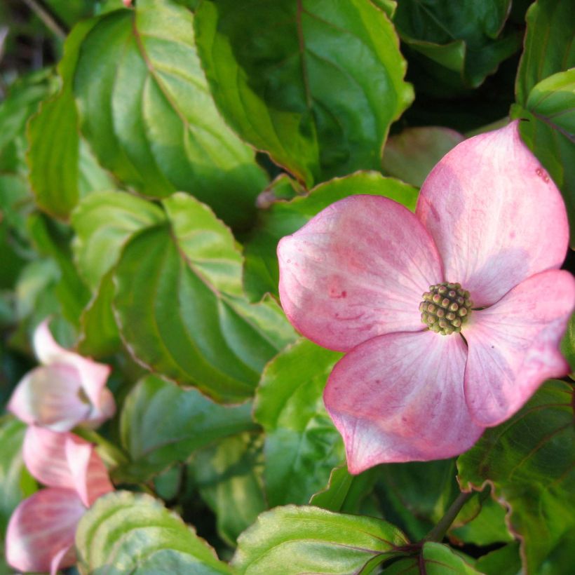 Cornus kousa Heart Throb - Japanse kornoelje (Bloei)