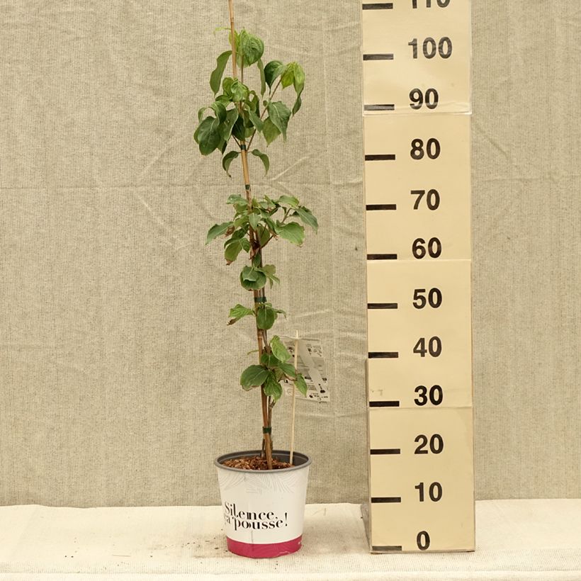 Exemplaar van Cornus kousa Mandarin Jewel - Cornouiller du Japon Pot de 4L/5L zoals geleverd in de herfst