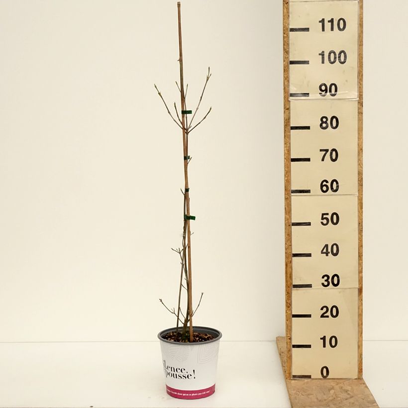 Exemplaar van Cornus kousa Mandarin Jewel - Japanse kornoelje Pot van 4 l/5 l zoals geleverd in de lente