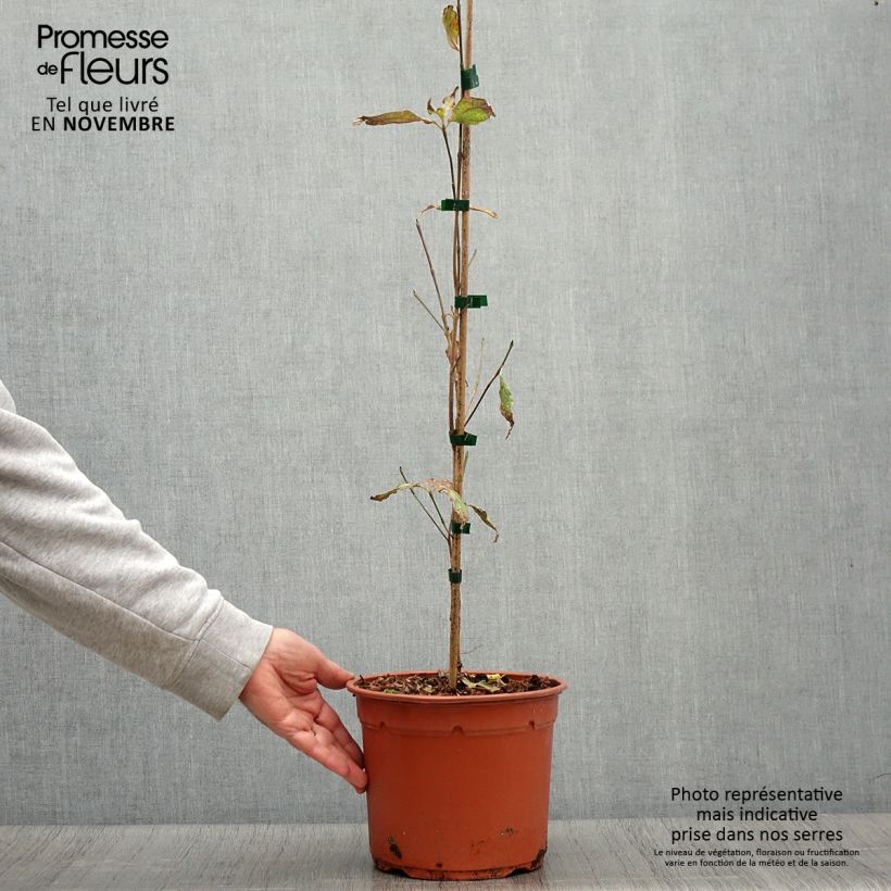 Exemplaar van Cornus kousa Pevé Foggy - Cornouiller du Japon Pot de 4L/5L zoals geleverd in de herfst