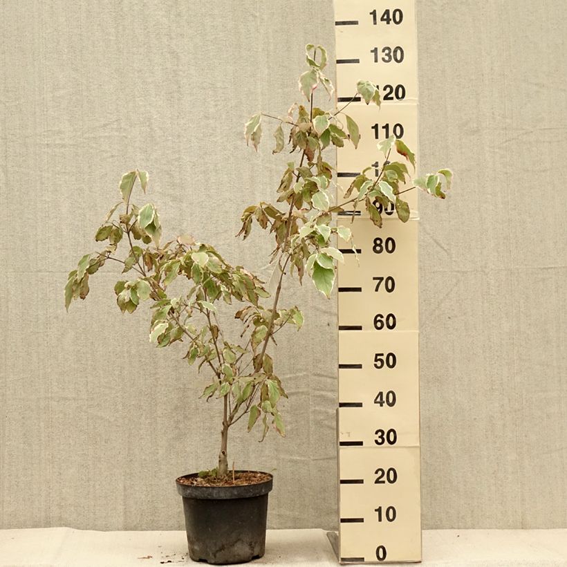Exemplaar van Cornus kousa Samaritan - Japanse kornoelje Pot van 4 l/5 l zoals geleverd in de herfst