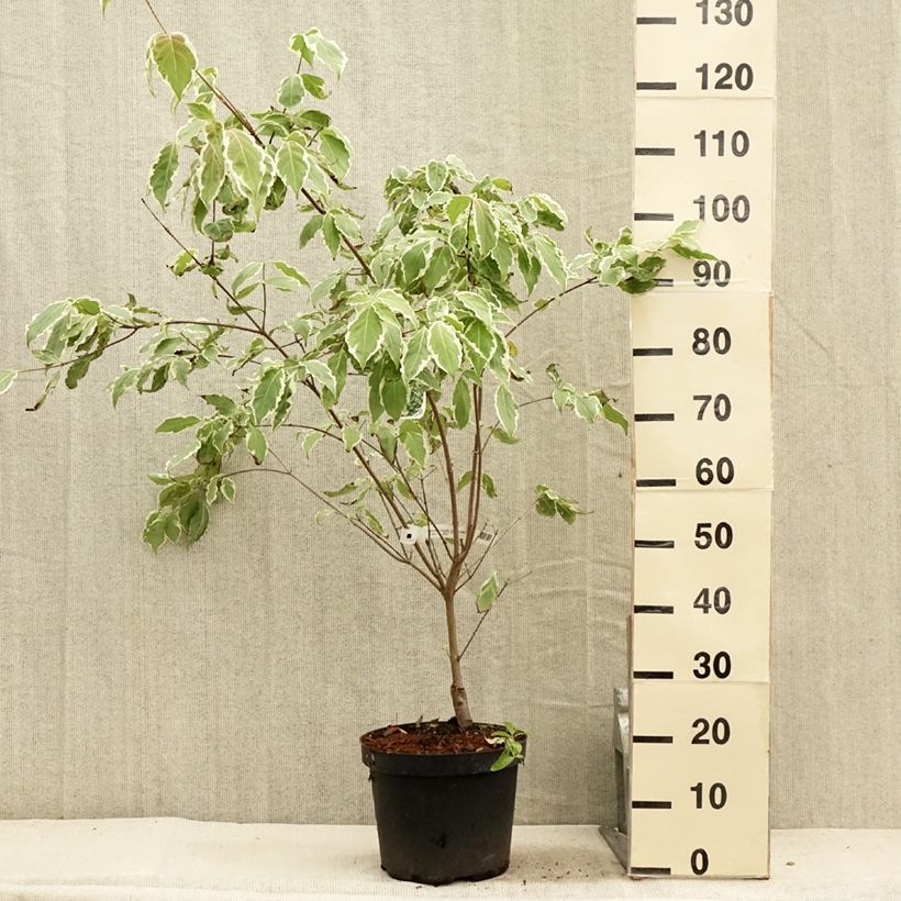 Exemplaar van Cornus kousa Samaritan - Japanse kornoelje Pot van 4 l/5 l zoals geleverd in de zomer