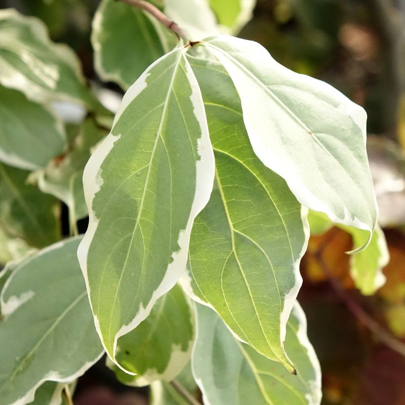 Cornus kousa Samaritan - Japanse kornoelje (Blad)