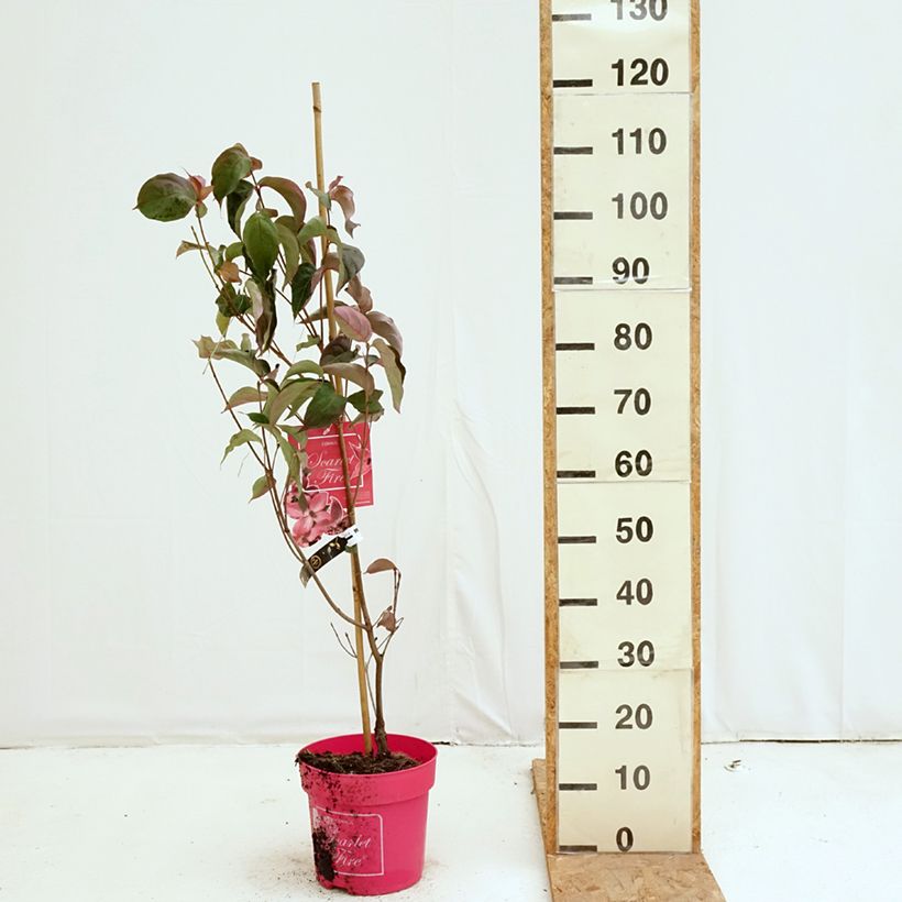 Exemplaar van Cornus kousa Scarlet Fire - Japanse kornoelje Pot van 7,5 l/10 l zoals geleverd in de herfst