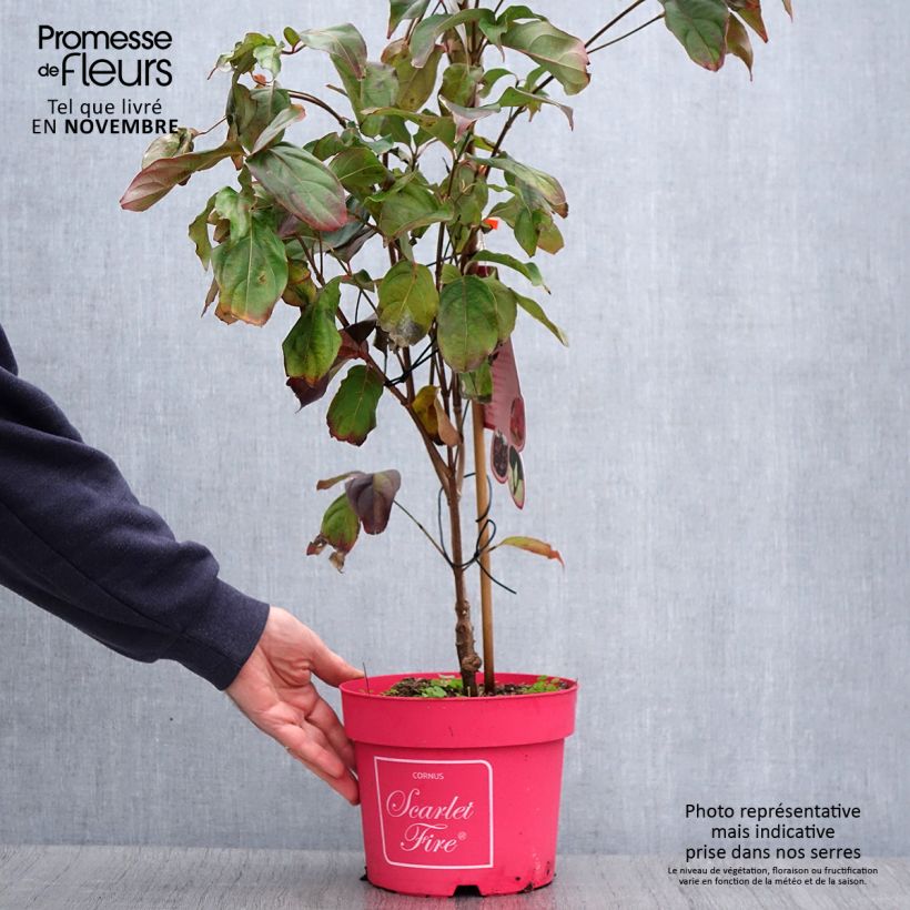 Exemplaar van Cornus kousa Scarlet Fire - Japanse kornoelje Pot van 4 l/5 l zoals geleverd in de herfst