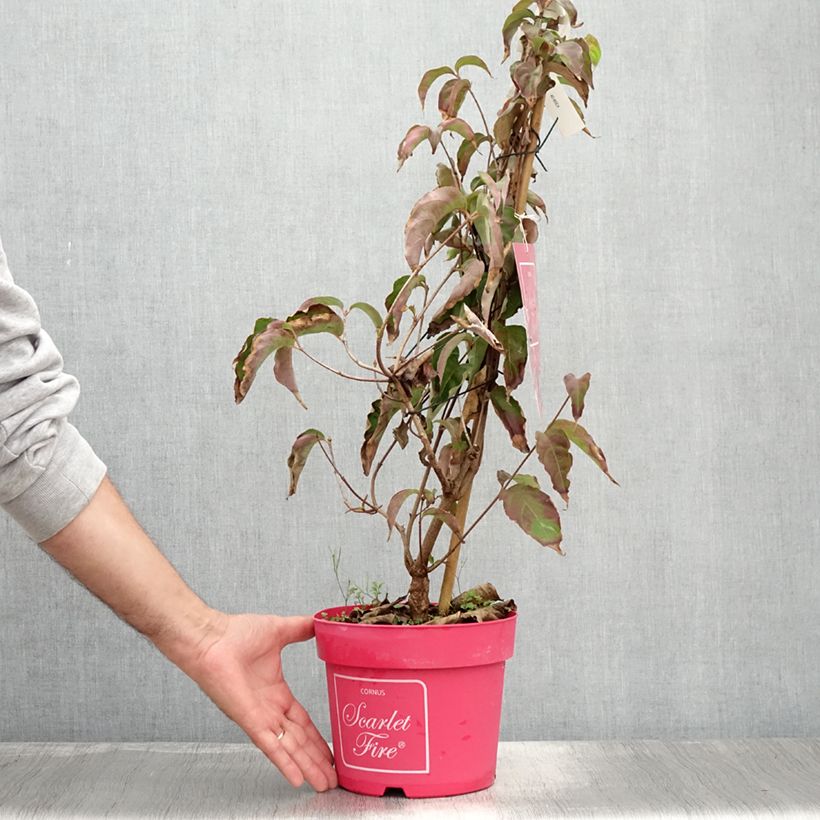Exemplaar van Cornus kousa Scarlet Fire - Japanse kornoelje Pot van 4 l/5 l zoals geleverd in de zomer