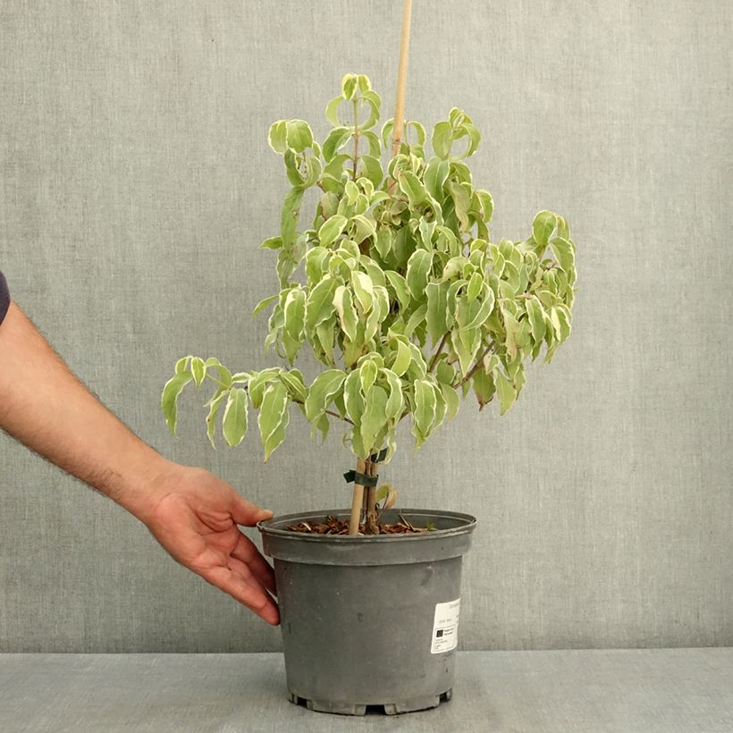 Exemplaar van Cornus kousa Shira-yuki - Japanse kornoelje Pot van 4 l/5 l zoals geleverd in de zomer