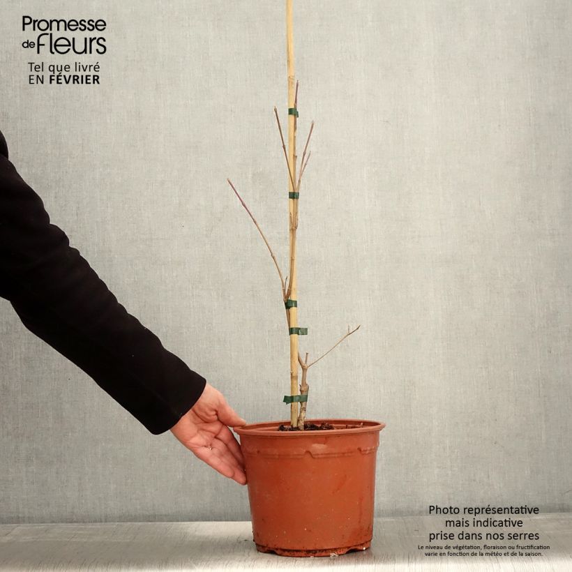 Exemplaar van Cornus kousa Shira-yuki - Cornouiller du Japon Pot de 4L/5L zoals geleverd in de winter