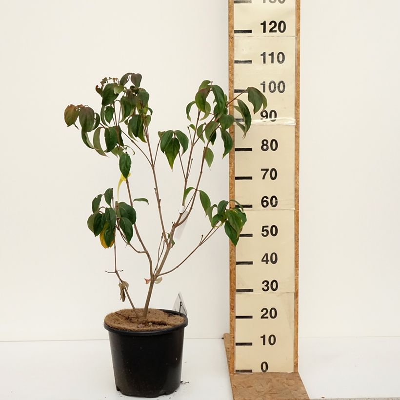 Exemplaar van Cornus kousa Teutonia - Japanse kornoelje Pot van 12 l/15 l zoals geleverd in de herfst