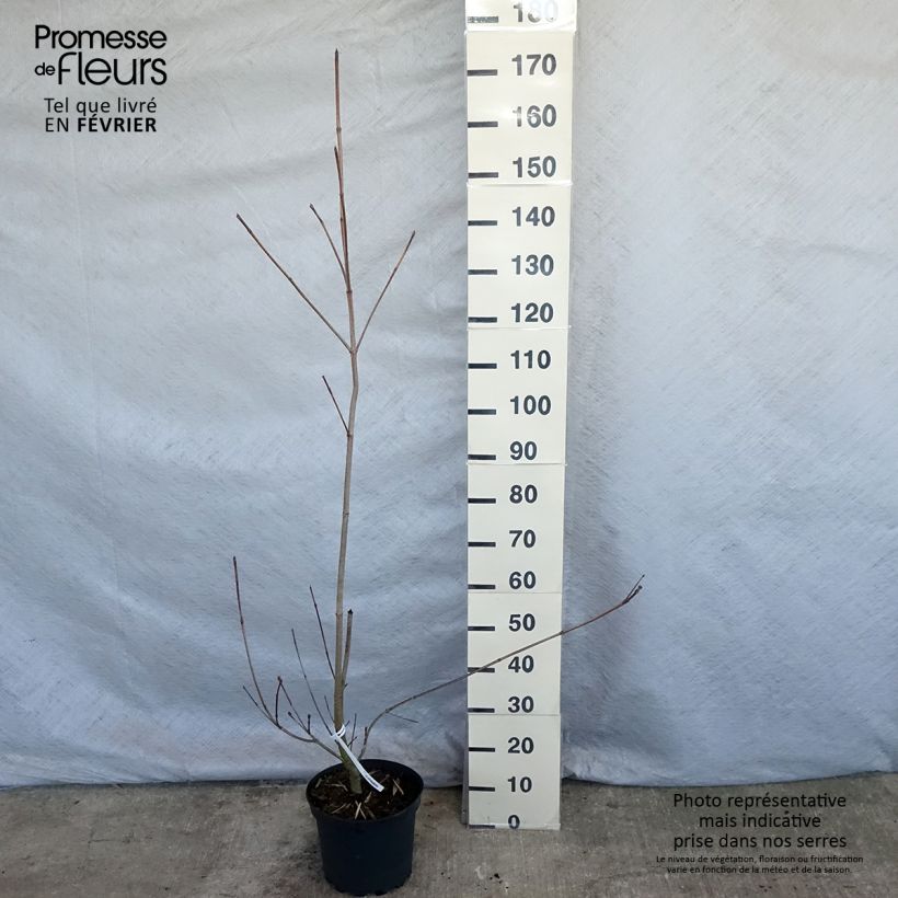 Exemplaar van Cornus kousa Venus - Japanse kornoelje Pot van 7,5 l/10 l zoals geleverd in de winter