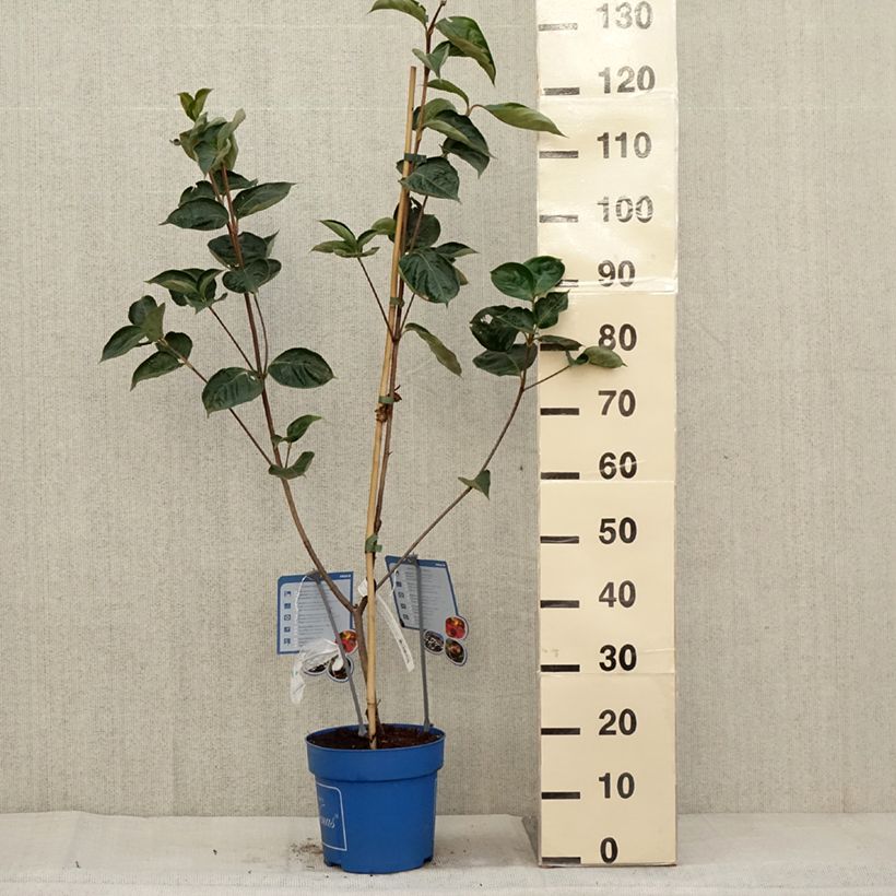 Exemplaar van Cornus kousa Venus - Japanse kornoelje Pot van 6 l/7 l zoals geleverd in de herfst