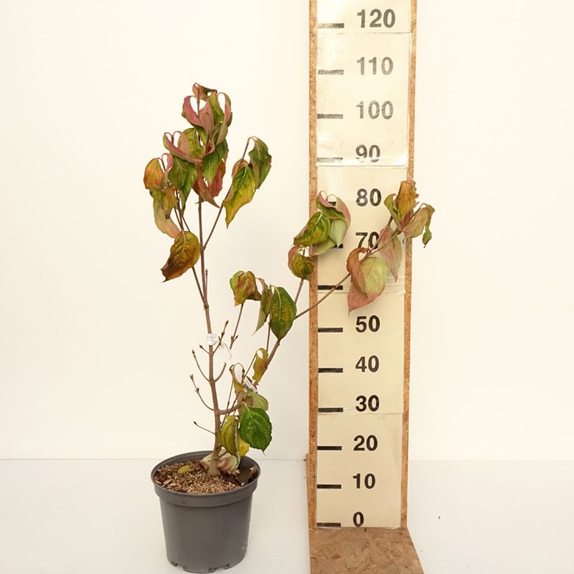 Exemplaar van Cornus kousa Venus - Japanse kornoelje Pot van 7,5 l/10 l zoals geleverd in de herfst