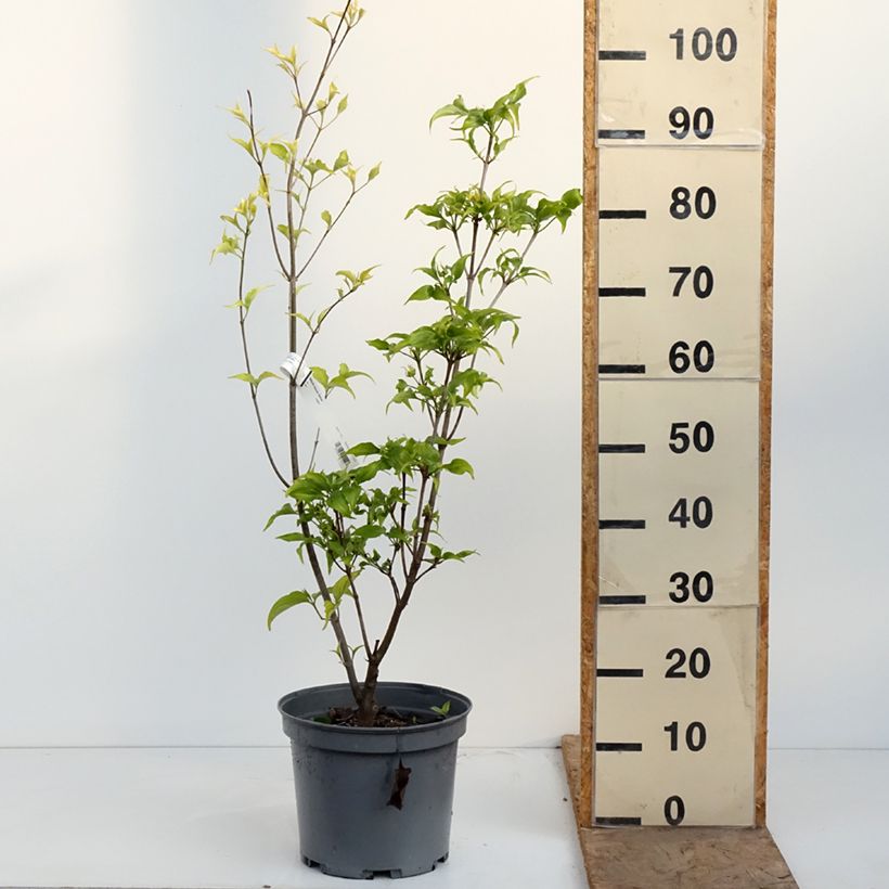 Exemplaar van Cornus kousa Venus - Japanse kornoelje Pot van 7,5 l/10 l zoals geleverd in de lente