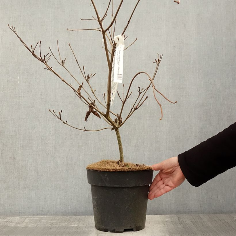 Exemplaar van Cornus kousa Weaver's Weeping (Weaver) - Cornouiller du Japon Pot de 6L/7L zoals geleverd in de herfst