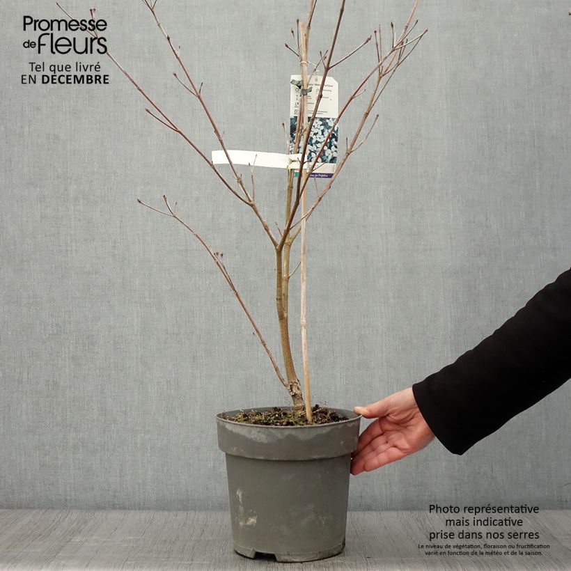 Exemplaar van Cornus kousa Weisse Fontaine - Japanse kornoelje Pot van 3 l/4 l zoals geleverd in de herfst
