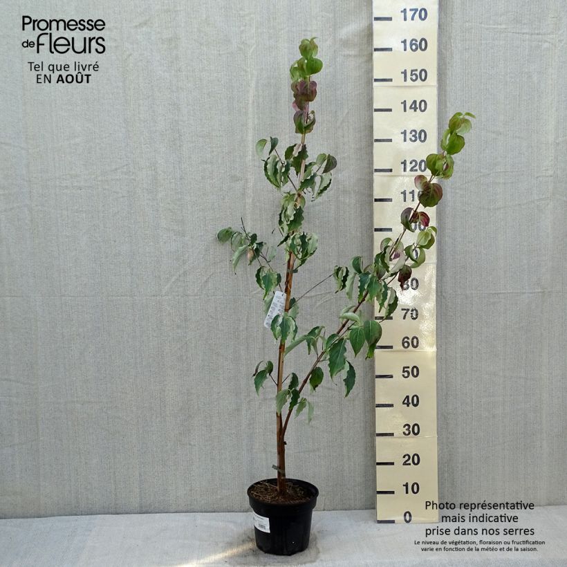 Exemplaar van Cornus kousa Weisse Fontaine - Japanse kornoelje Pot van 3 l/4 l zoals geleverd in de zomer