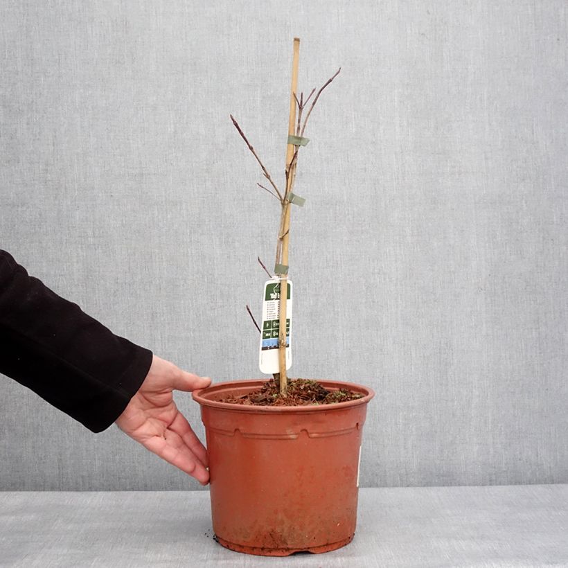Exemplaar van Cornus kousa Wolf Eyes - Cornouiller du Japon Pot de 4L/5L zoals geleverd in de winter