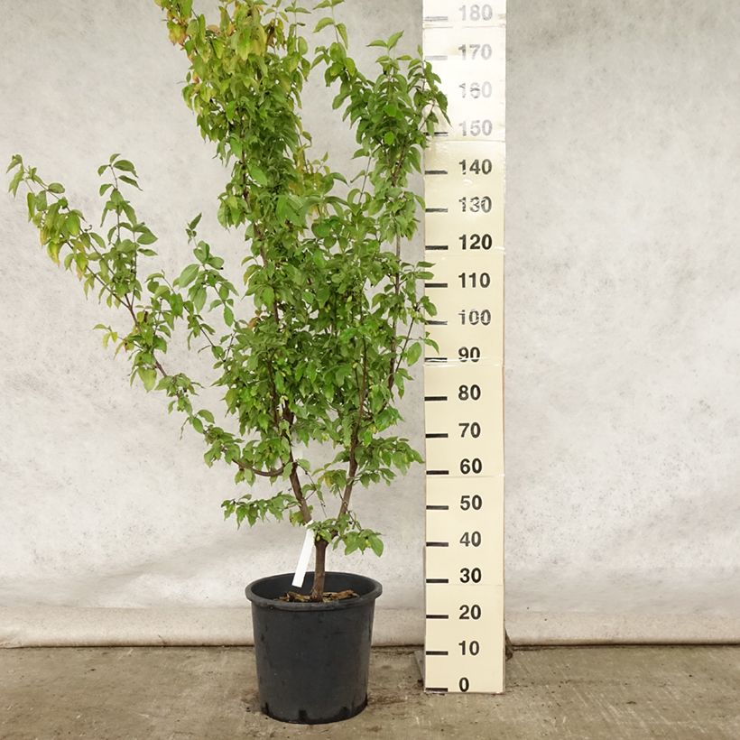Exemplaar van Cornus mas Aurea - Gele kornoelje Pot van 20 l/25 l zoals geleverd in de zomer